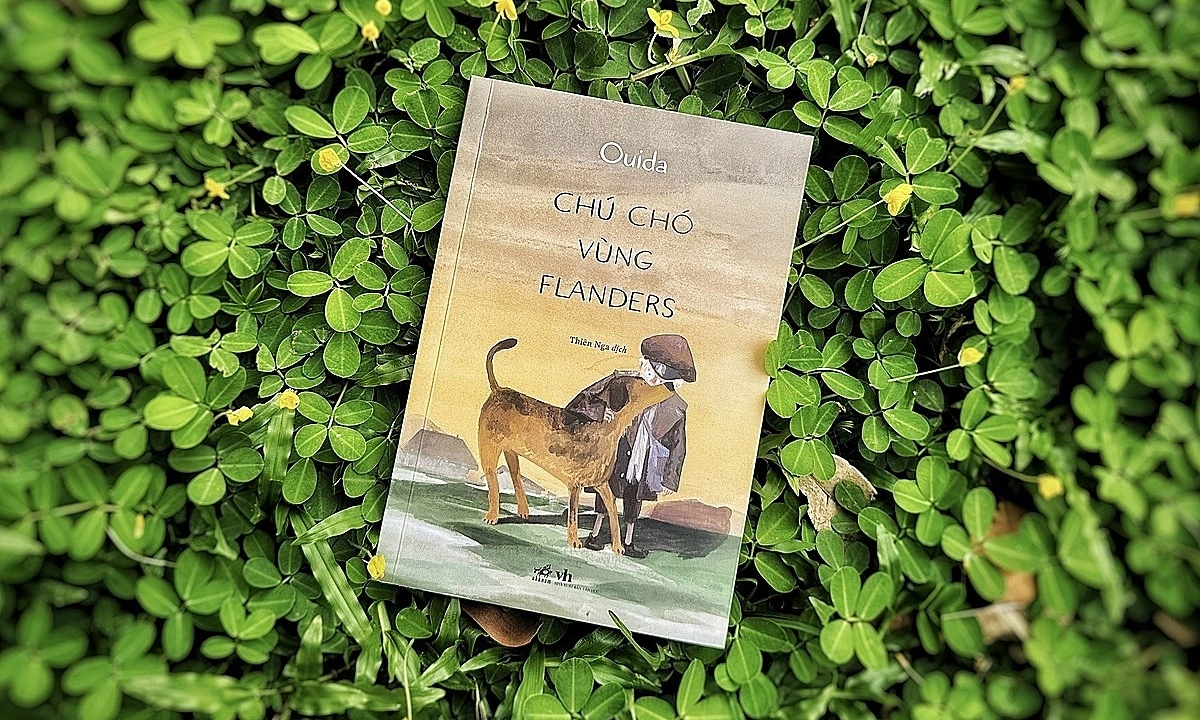 ‘Chú chó vùng Flanders’ hồn nhiên vượt nghịch cảnh - hình ảnh - new88jl.com