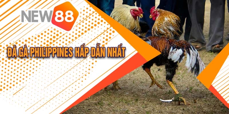Đá Gà Philippines Tại New88 Cực Hấp Dẫn 2024 - hình ảnh - new88jl.com Đá Gà Philippines Tại New88 Cực Hấp Dẫn 2024 - hình ảnh - new88jl.com